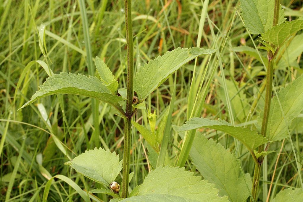 Scrophularia nodosa?